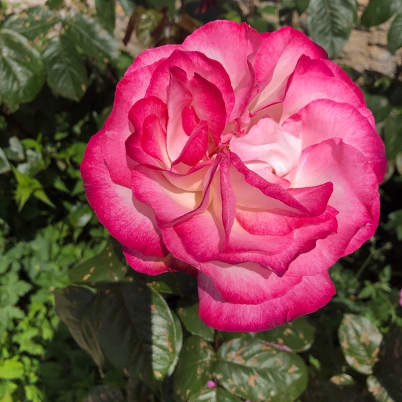 Meet your Posher, Kim - Picture 1 of 1